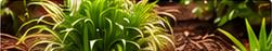 Green plants growing in garden mulch